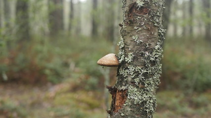 mushroom on a tree