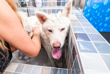 Pet spa. Big white and wet Akita Inu dog bath in the bathtub in the pet spa with funny face expression, selective focus