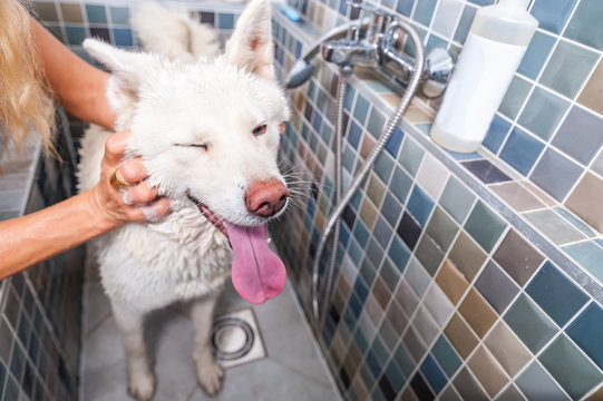 Pet spa. Big white and wet Akita Inu dog bath in the bathtub in the pet spa with funny face expression, selective focus