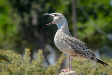 seagull on rock