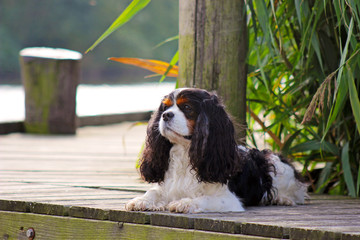 cavalier king charles spaniel, tricolour, portrait, kopf, Wasser, Steg 2