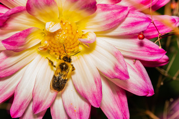 Obraz na płótnie Canvas close up of a bee on a white and pink chrysanthemum bloom
