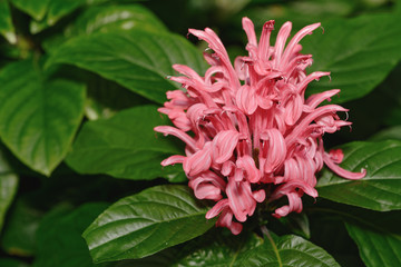 brazillian plume pink cluster flower