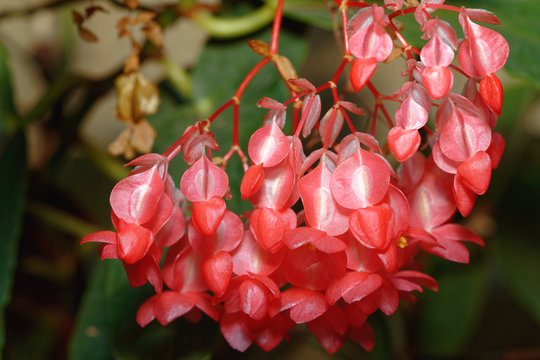 hanging cluster of red cane begonia flower