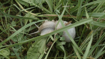 snail in the grass
