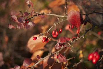 Berberis thunbergii