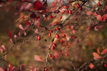 Berberis thunbergii