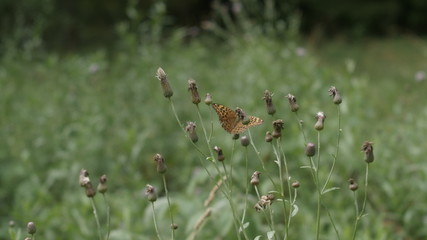 butterfly flies along the lawn