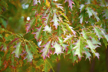 Autumn scenery with many different colors. this can be seen in europe during fall season.