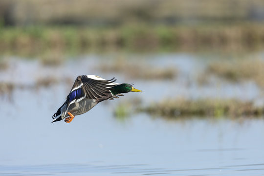 germano reale in volo