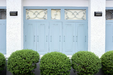 Zoom out of rounded shape green bush in front of retro bright blue wooden frame and white wall background of a house in outdoor garden