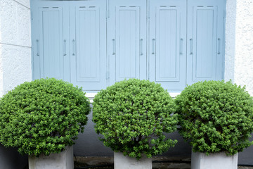 Rounded shape green bush in front of bright blue wooden frame and white wall background of a house in outdoor garden