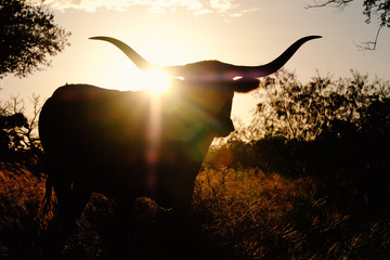 Longhorn cow silhouette during sunrise on farm.