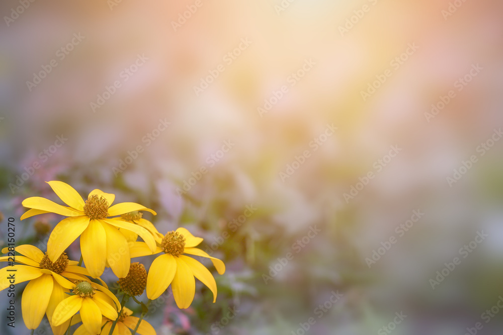 Wall mural close-up group of mexican sunflower (tithonia diversifolia) or buatong flowers in thai name with blu