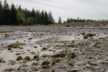 river bed near a forest