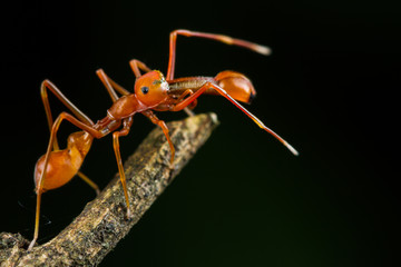 Close up Male Myrmarachne plataleoides jumping spider on branch