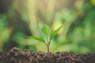 Greenery of young plant and seedling are growing in the soil with morning light.