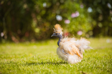 Cute fluffy little silkie chicken type red pyle outside in the grass