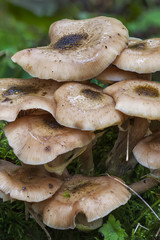 Woodland fungi mushrooms which are often called toadstalls