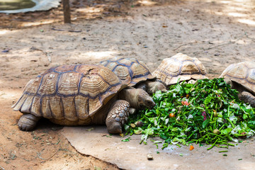 Giant tortoise