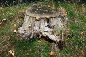 Obraz premium Baumstumpf mit Pilzen