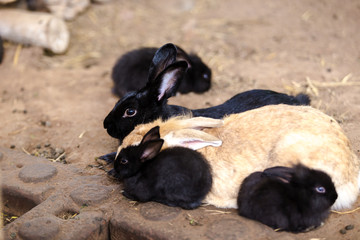 Rabbit on the ground