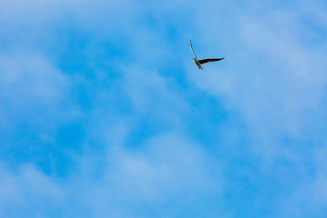 Seagull in fly