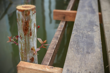 Resurrection tree, Survival red leaves growing up from a timber, Plant recover on the log was constructed as a temporary passage during the flood, selective focus and copy space