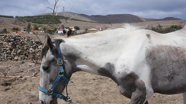 Pretty horse chillin.
