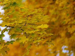 Yellow autumn maple leaves on a natural blurred background. Yellow autumn foliage.