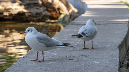 Seagulls walking along the parapet around park pond
