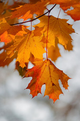 Orange autumn maple leaves on a natural blurred background.
