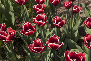 Flower Tulip 