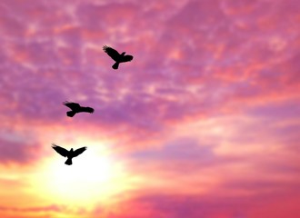 Silhouette birds are flying with blurred sunrise sky background in animal wildlife and freedom concept, illustration mode
