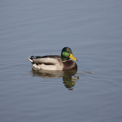 Mallard in the sun