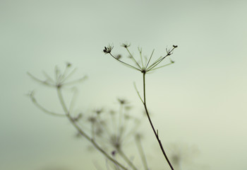 Natural background with dry flowers in blurred fog