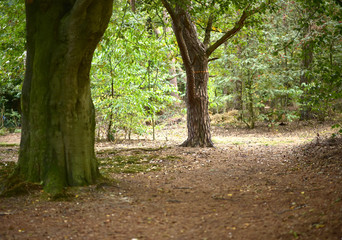 Autumn scenery with many different colors. this can be seen in europe during fall season.