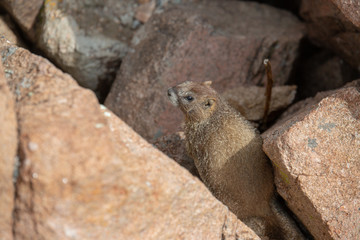 Yellow Bellied Marmot playing in the rocks in the Colorado Rockies in Summer