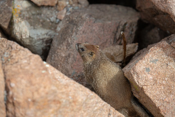 Yellow Bellied Marmot playing in the rocks in the Colorado Rockies in Summer