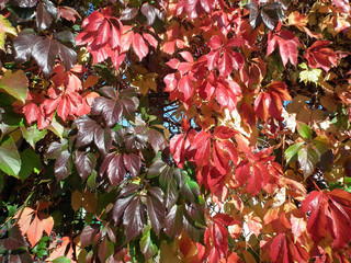 rote herbstbl&auml;tter