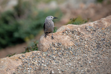 A Clark's Nutcracker sits perched in the Colorado Rockies in summer