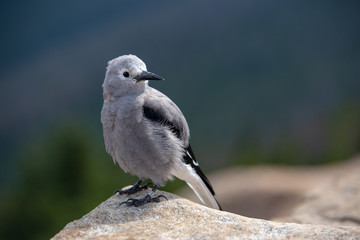 A Clark's Nutcracker sits perched in the Colorado Rockies in summer