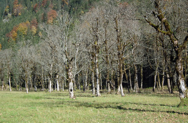 graue, blattlose b&auml;ume am ahornboden