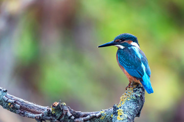 Kingfisher or Alcedo atthis perches on branch