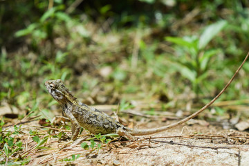 garden lizard, Animal, Nature, wildlife, srilanka