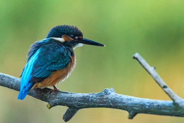 Kingfisher or Alcedo atthis perches on branch