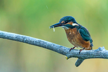 Kingfisher or Alcedo atthis perches on branch
