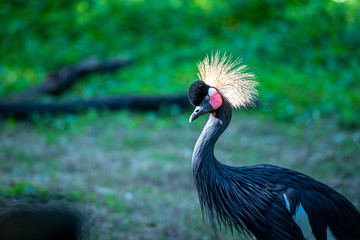 Fototapeta premium African crown crane 