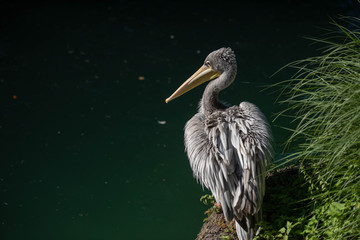 pelican pose 
