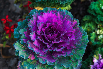 Close up of decorative purple cabbage (Brassica oleracea)